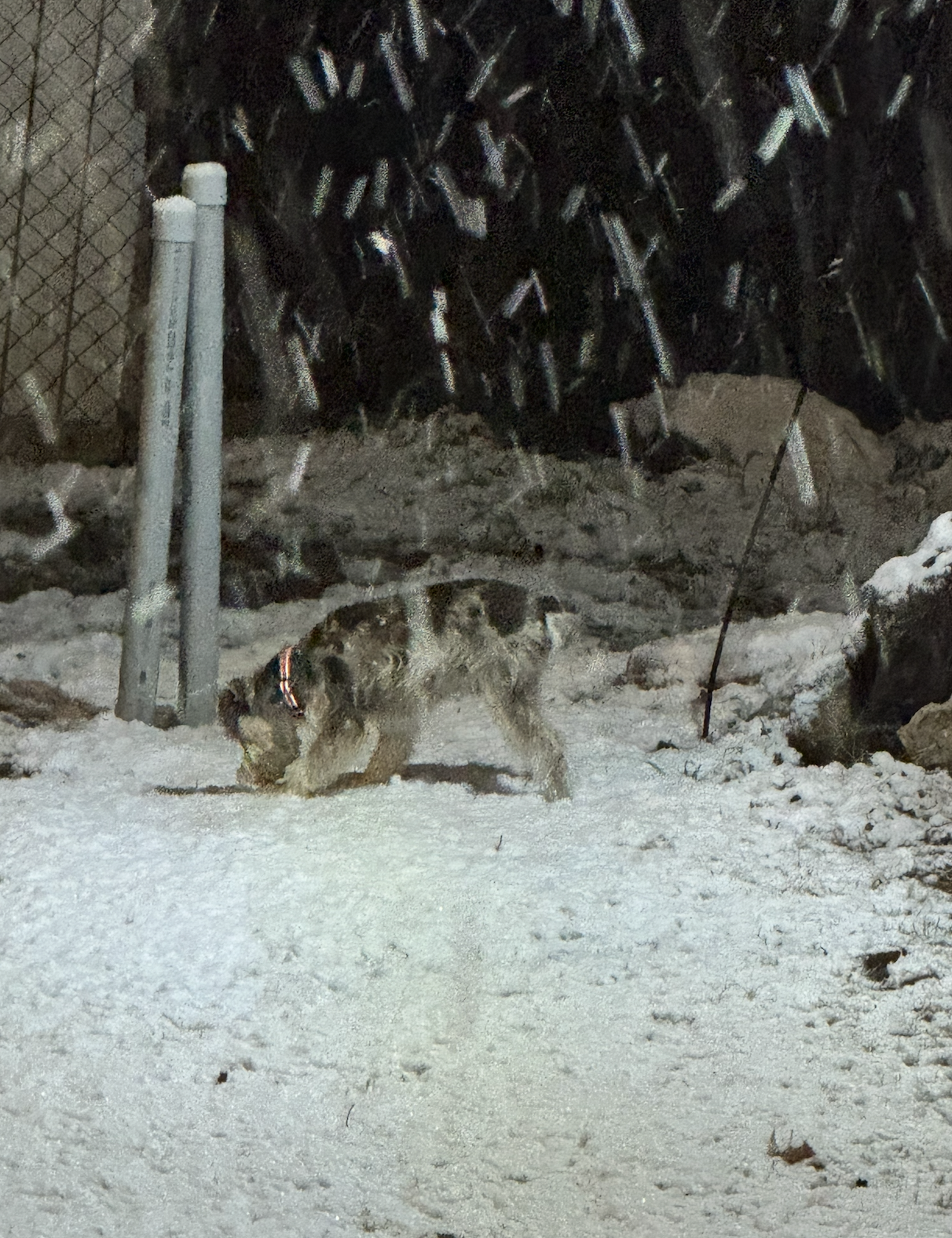 First Snow