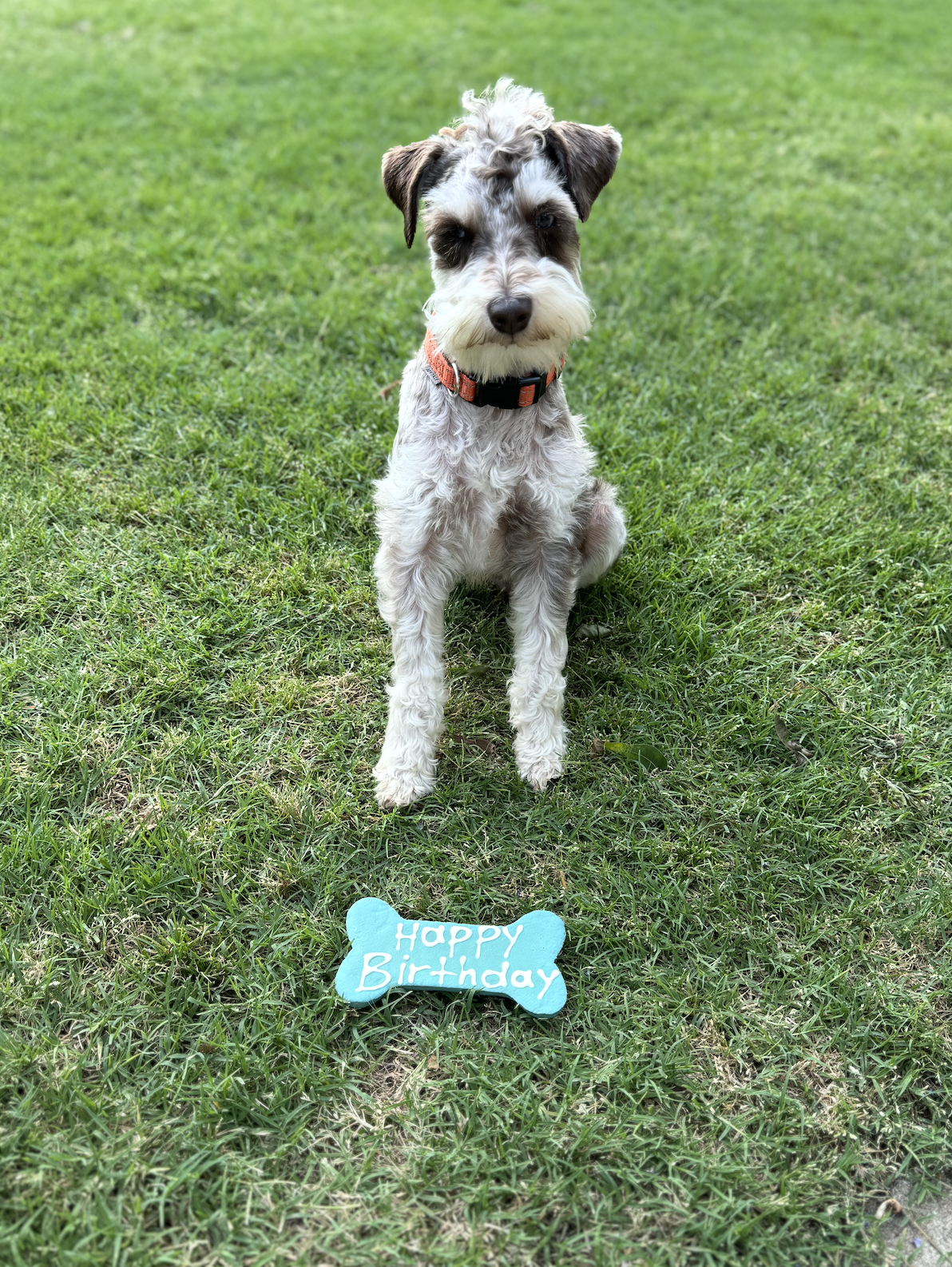 First Birthday