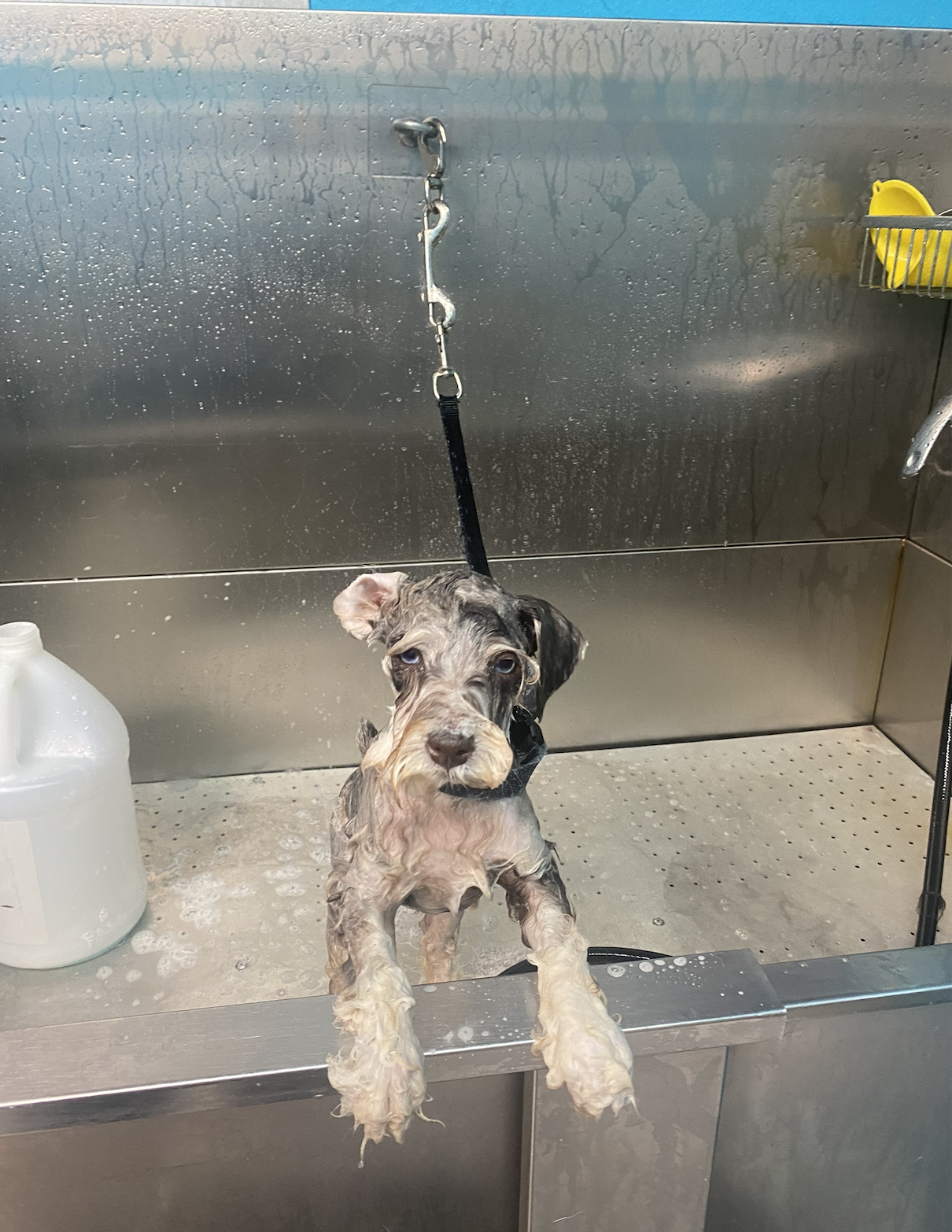 First Grooming